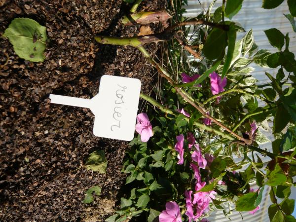 Accessoires pour semer - Étiquette Marquage à Planter (x12) - face recto